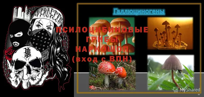 OMG ТОР  Дальнегорск  Галлюциногенные грибы Psilocybine cubensis 